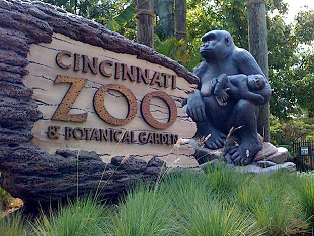 Gorilla Killing At Cincinnati Zoo Sparks Outrage