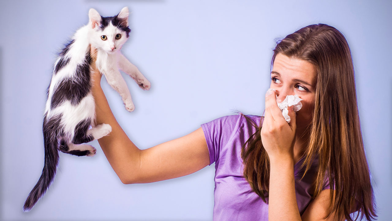 Cat Allergy Sent This Pharma Company Plummeting