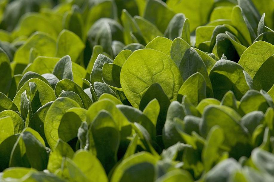 Beating Heart Cells On Top Of A Spinach Leaf Just Happened