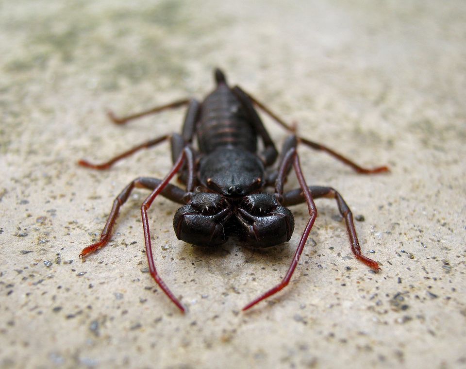 A United Airlines Passenger Says A Scorpion Stung Him During Flight