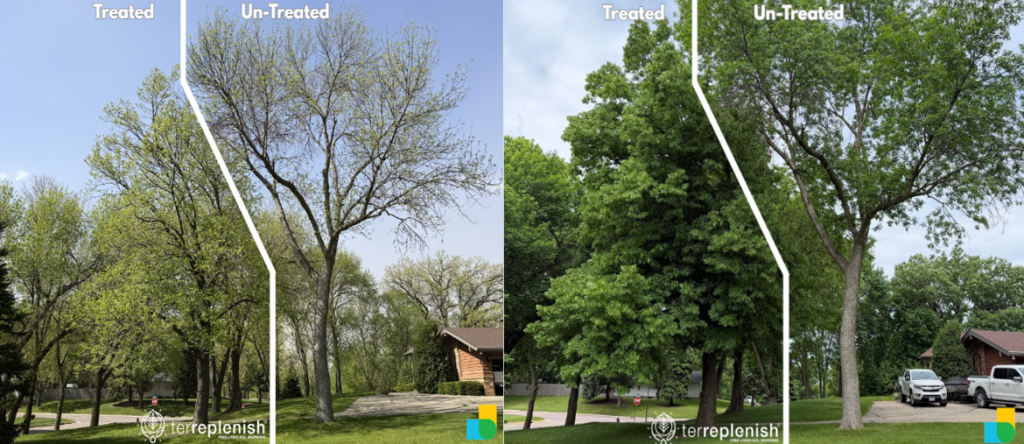 Treated & Untreated Ash Trees – after the Terreplenish/ Bio- Accelerant Treatment