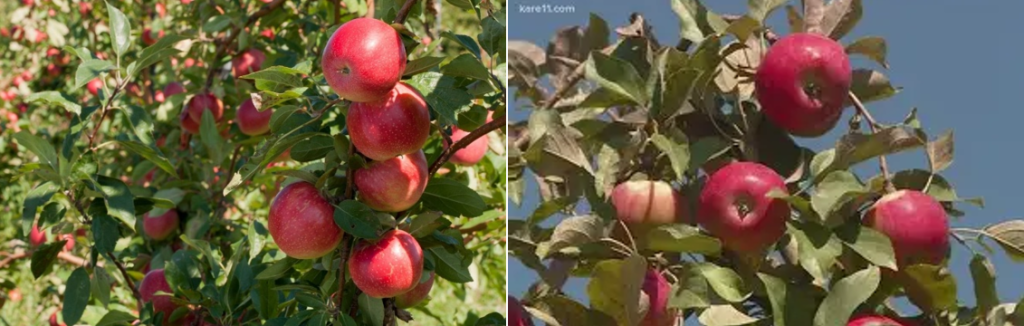 Easy Environmental Solutions is currently treating 100’s of apple trees in just one county of Minnesota